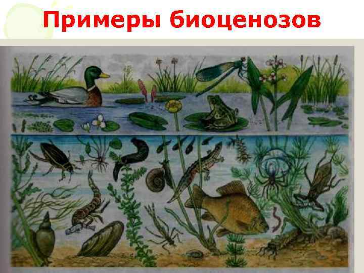 Примеры биоценозов 