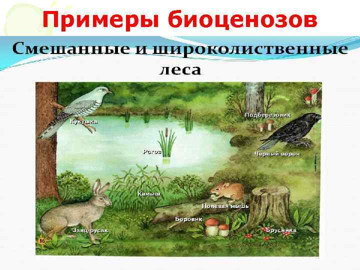Примеры биоценозов 