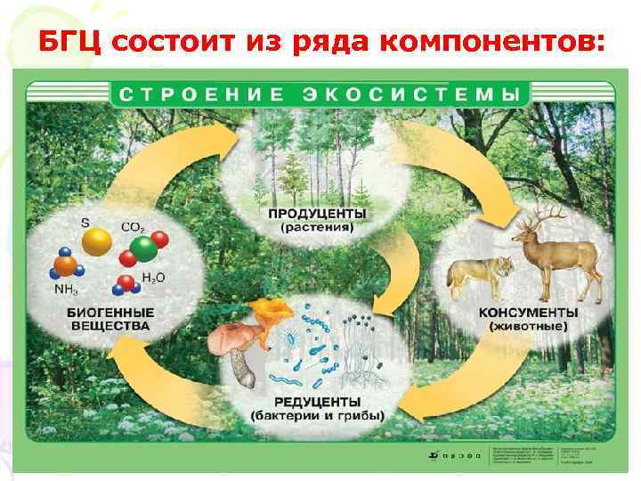 БГЦ состоит из ряда компонентов: 