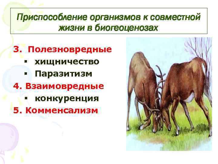 Приспособление организмов к совместной жизни в биогеоценозах 3. Полезновредные § хищничество § Паразитизм 4.