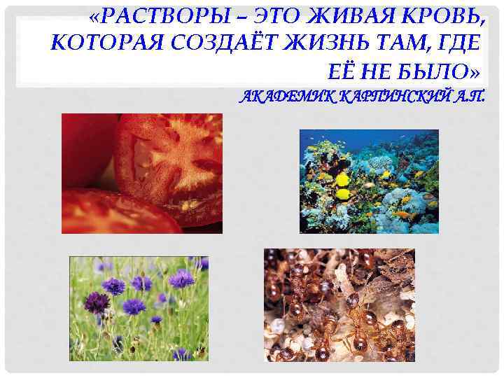  «РАСТВОРЫ – ЭТО ЖИВАЯ КРОВЬ, КОТОРАЯ СОЗДАЁТ ЖИЗНЬ ТАМ, ГДЕ ЕЁ НЕ БЫЛО»