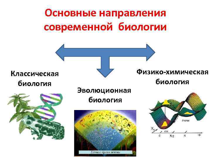 Основные направления современной биологии Классическая биология Эволюционная биология Физико-химическая биология 