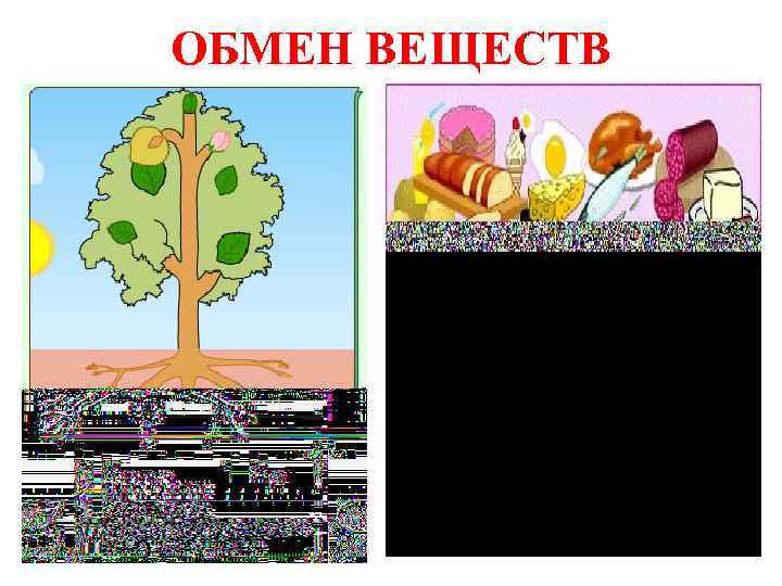 ОБМЕН ВЕЩЕСТВ 