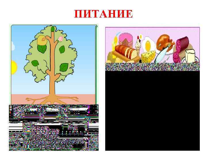 ПИТАНИЕ 