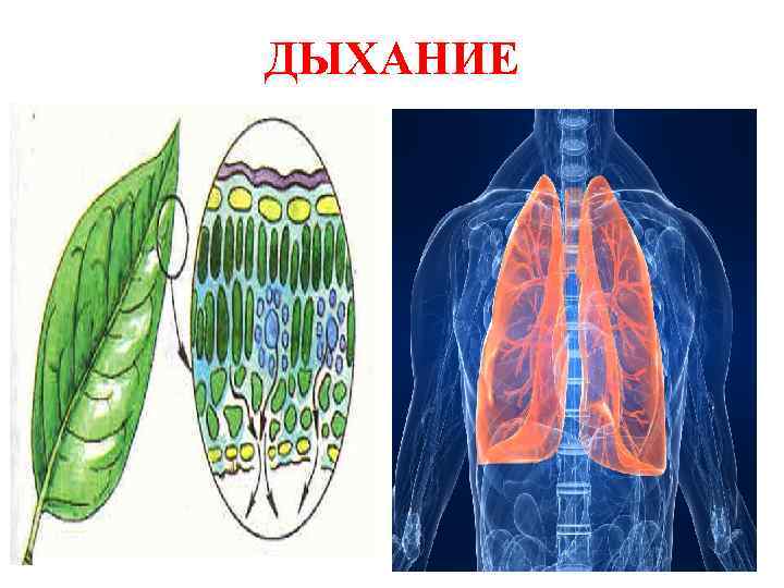 ДЫХАНИЕ 
