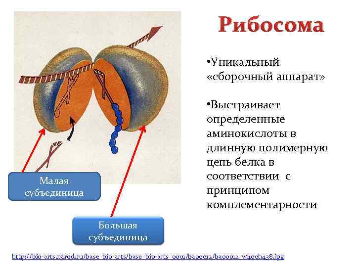 Рибосома • Уникальный «сборочный аппарат» • Выстраивает определенные аминокислоты в длинную полимерную цепь белка
