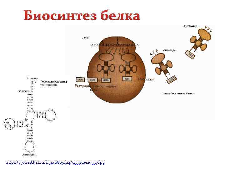 Биосинтез белка http: //s 56. radikal. ru/i 154/0809/24/d 559 d 1 e 29537. jpg