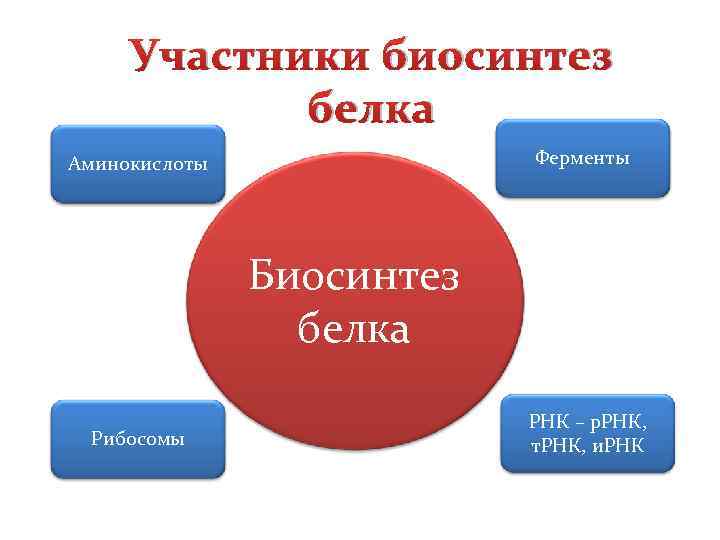 Участники биосинтез белка Ферменты Аминокислоты Биосинтез белка Рибосомы РНК – р. РНК, т. РНК,