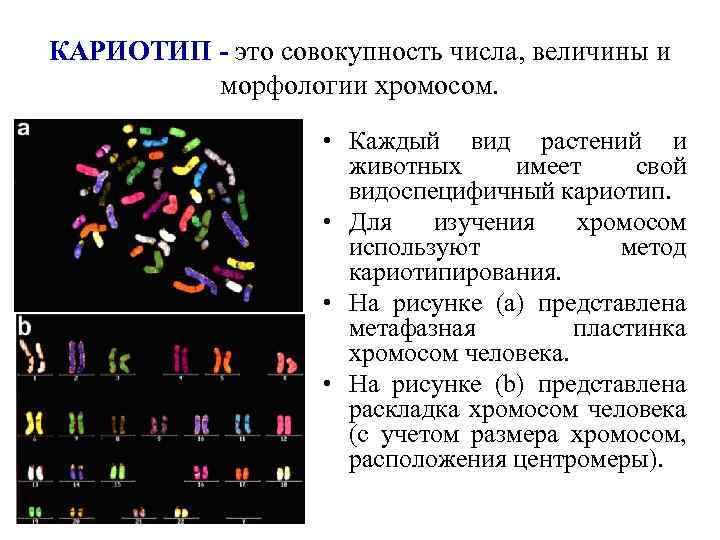 КАРИОТИП - это совокупность числа, величины и морфологии хромосом. • Каждый вид растений и