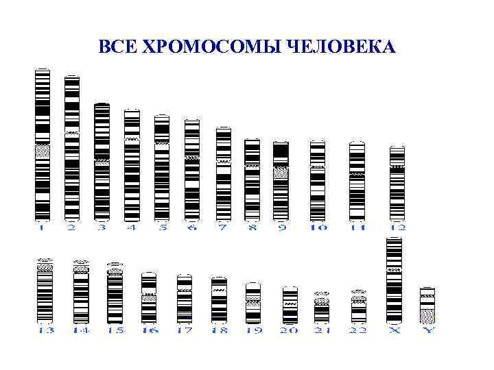 ВСЕ ХРОМОСОМЫ ЧЕЛОВЕКА 