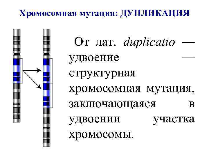 Хромосомная мутация: ДУПЛИКАЦИЯ От лат. duplicatio — удвоение — структурная хромосомная мутация, заключающаяся в