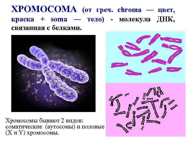 ХРОМОСОМА (от греч. chroma — цвет, краска + soma — тело) - молекула ДНК,