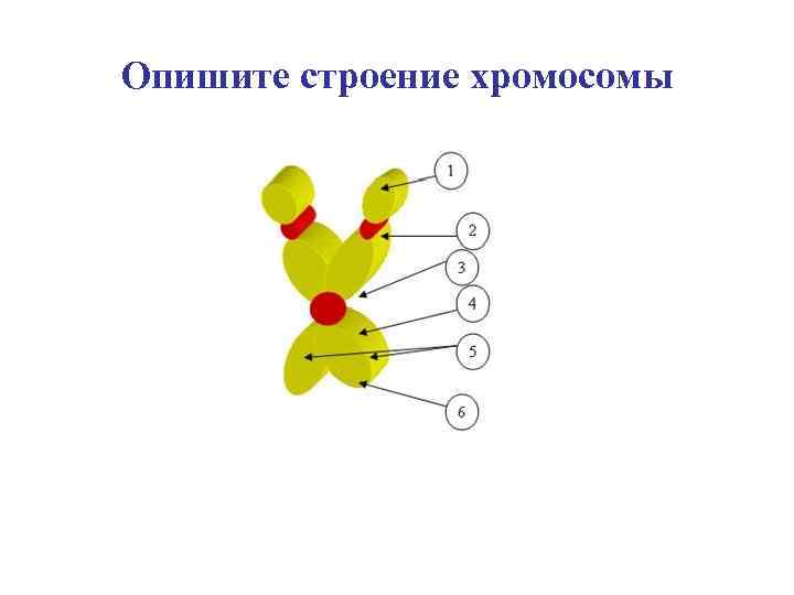 Опишите строение хромосомы 