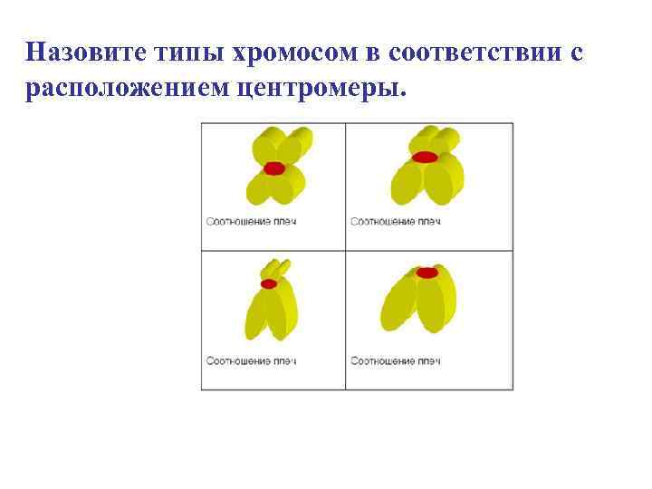 Назовите типы хромосом в соответствии с расположением центромеры. 