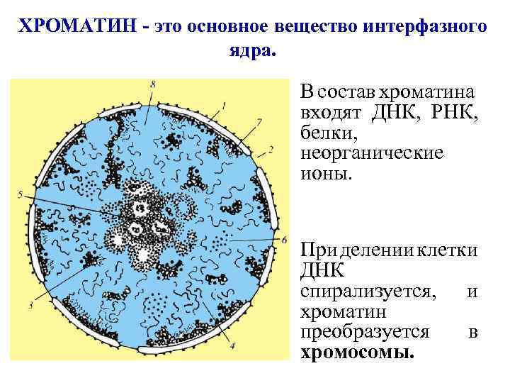 ХРОМАТИН - это основное вещество интерфазного ядра. В состав хроматина входят ДНК, РНК, белки,