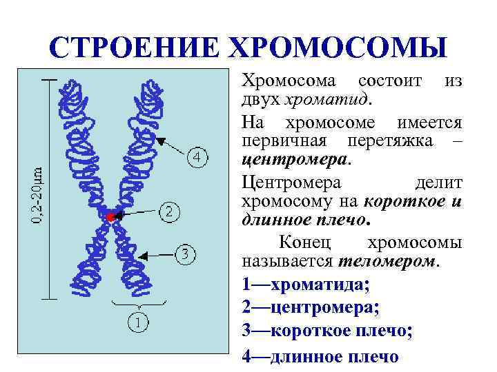 СТРОЕНИЕ ХРОМОСОМЫ Хромосома состоит из двух хроматид. На хромосоме имеется первичная перетяжка – центромера.