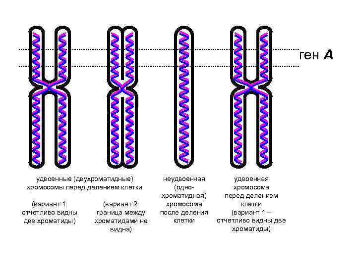 ген А удвоенные (двухроматидные) хромосомы перед делением клетки (вариант 1: отчетливо видны две хроматиды)