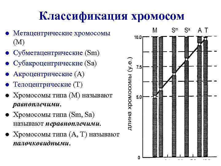 Классификация хромосом l l l l Метацентрические хромосомы (М) Субметацентрические (Sm) Субакроцентрические (Sа) Акроцентрические