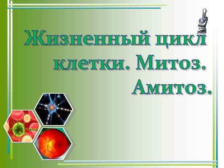 Жизненный цикл клетки. Митоз. Амитоз. 