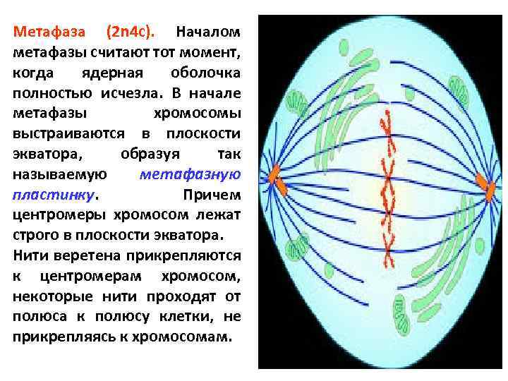 Метафаза (2 n 4 c). Началом метафазы считают тот момент, когда ядерная оболочка полностью