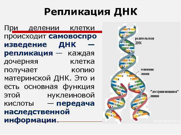 Одна из цепей днк имеет последовательность нуклеотидов цат ггц тгт