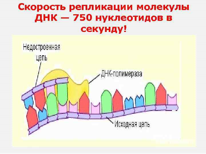 Скорость репликации молекулы ДНК — 750 нуклеотидов в секунду! 