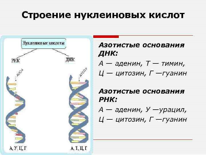 Строение нуклеиновых кислот Азотистые основания ДНК: А — аденин, Т — тимин, Ц —