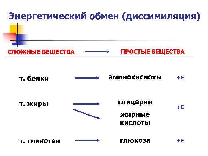 Пластический и энергетический обмен 8 класс презентация