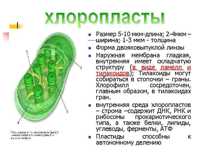 Соотнесите объекты с их обозначениями на рисунке наружная мембрана