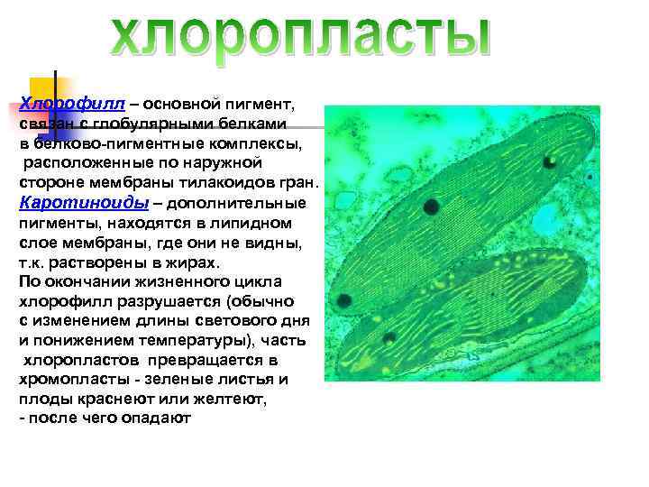 Хлорофилл – основной пигмент, связан с глобулярными белками в белково-пигментные комплексы, расположенные по наружной