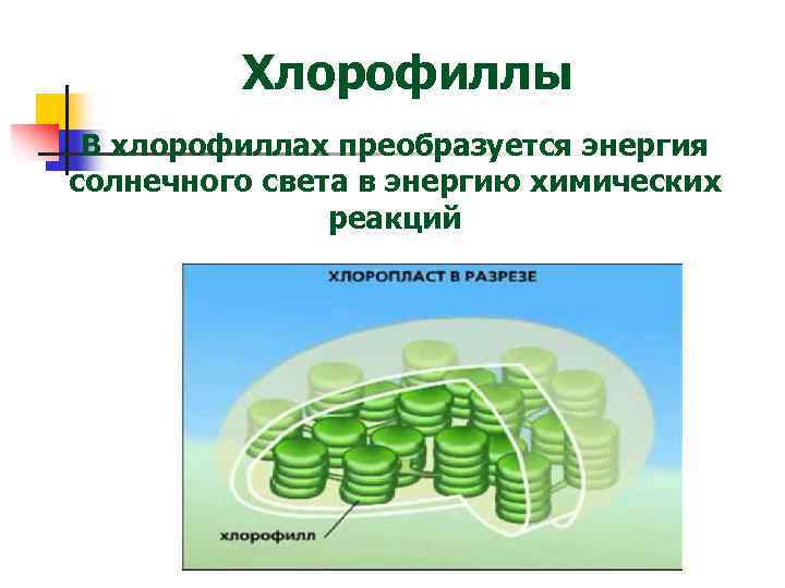 Хлорофиллы В хлорофиллах преобразуется энергия солнечного света в энергию химических реакций 