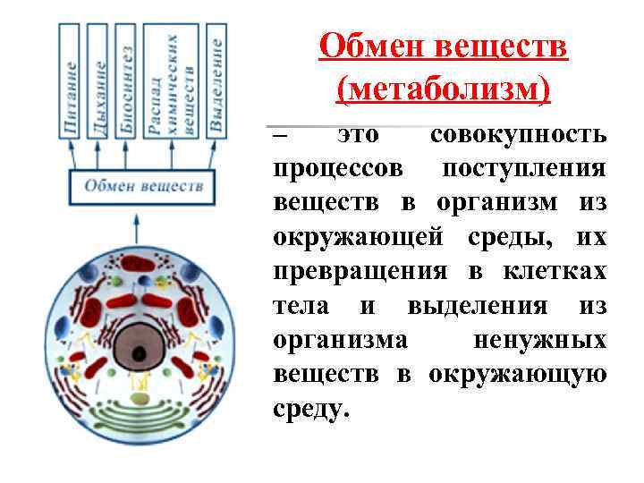 В обмене веществ различают