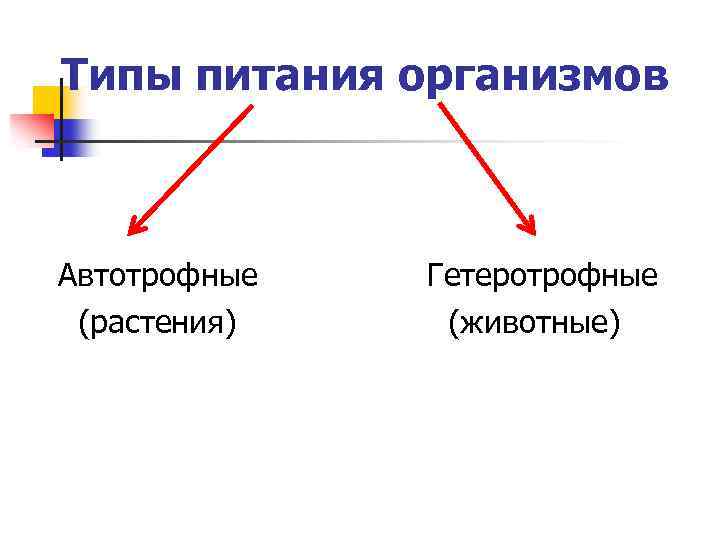 Фото гетеротрофный тип питания