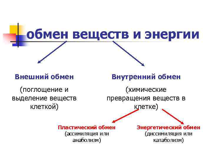 Пластический и энергетический обмен 8 класс презентация