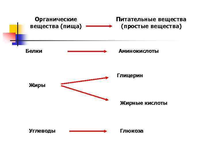 Органические вещества (пища) Белки Питательные вещества (простые вещества) Аминокислоты Глицерин Жиры Жирные кислоты Углеводы