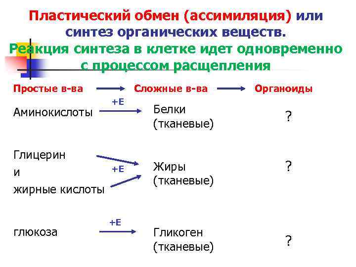 Пластический обмен схема