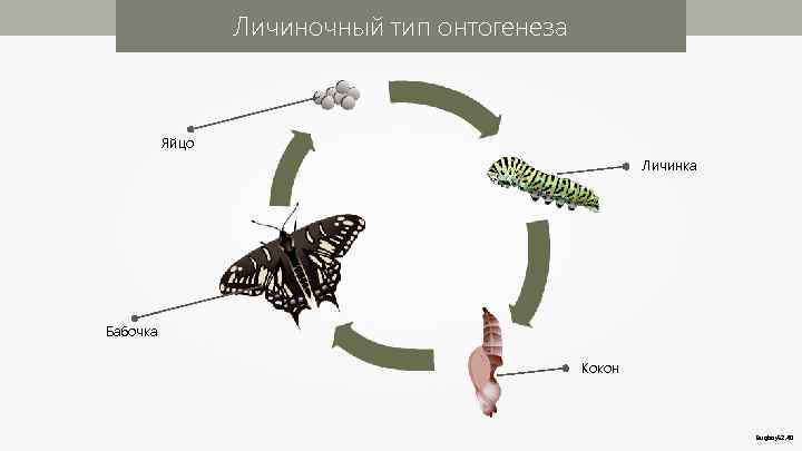 Личиночный тип онтогенеза Яйцо Личинка Бабочка Кокон Bugboy 52. 40 