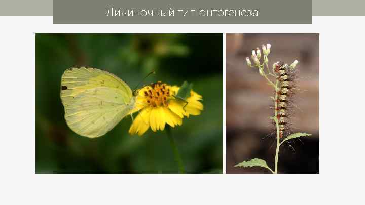 Личиночный тип онтогенеза 