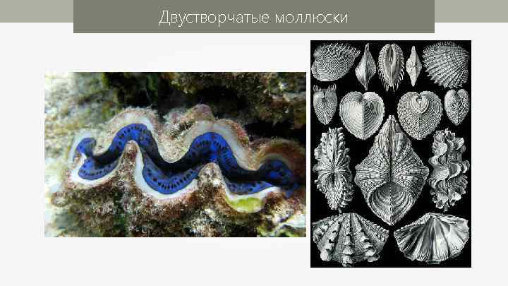 Двустворчатые моллюски 