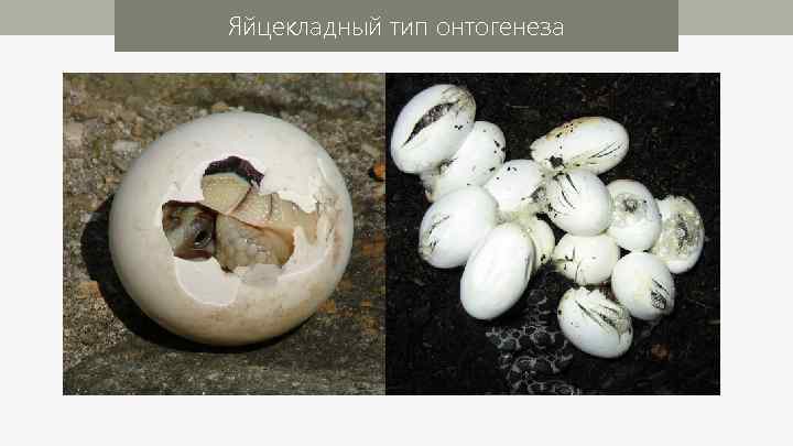 Яйцекладный тип онтогенеза 