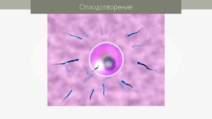 Оплодотворение 