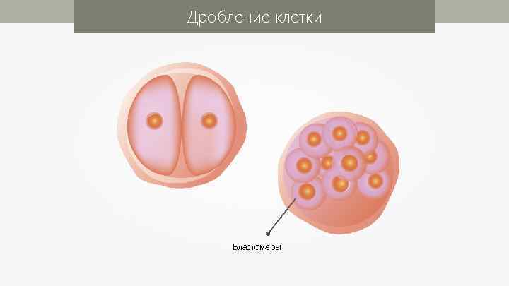 Дробление клетки Бластомеры 