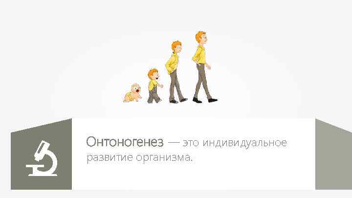Онтоногенез — это индивидуальное развитие организма. 