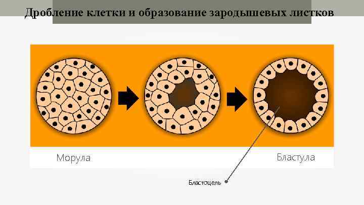 Дробление клетки и образование зародышевых листков Бластула Морула Бластоцель 