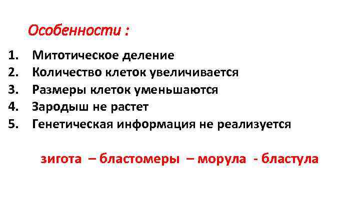 Особенности : 1. 2. 3. 4. 5. Митотическое деление Количество клеток увеличивается Размеры клеток