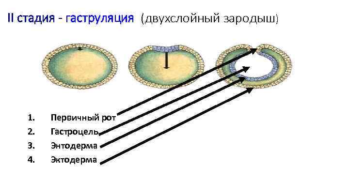 Двухслойный зародыш. Вторая фаза гаструляции. Гаструляция двухслойный зародыш. 2 Фаза гаструляции у человека. 2 Фаза гаструляции гистология.