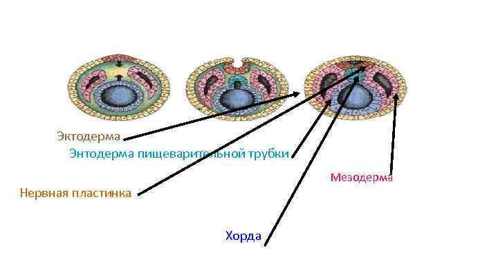 Эктодерма мезодерма энтодерма таблица рисунок