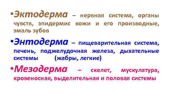  • Эктодерма – нервная система, органы чувств, эпидермис кожи и его производные, эмаль
