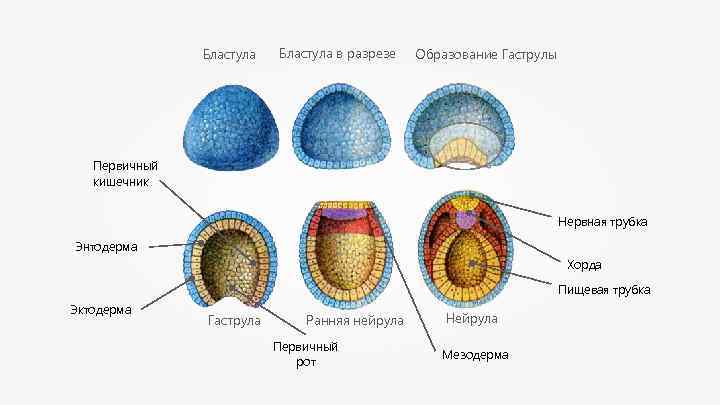 Бластула в разрезе Образование Гаструлы Первичный кишечник Нервная трубка Энтодерма Хорда Пищевая трубка Эктодерма