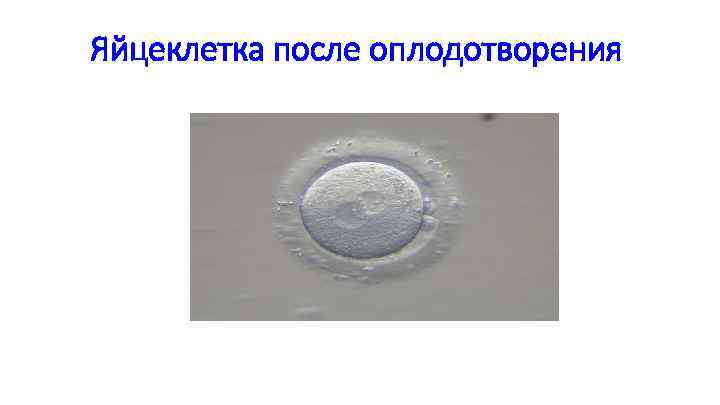 Яйцеклетка после оплодотворения 